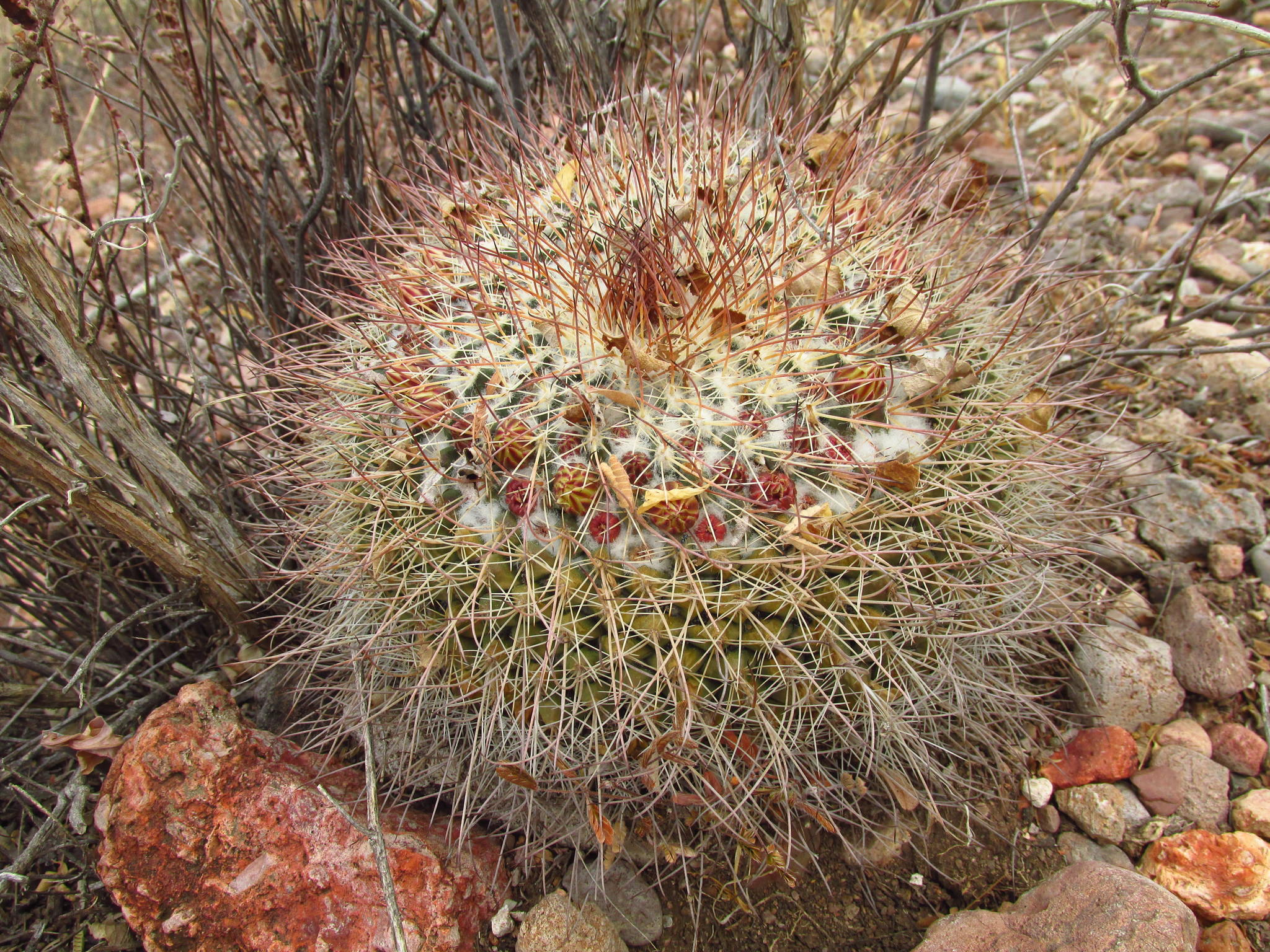 Mammillaria grusonii